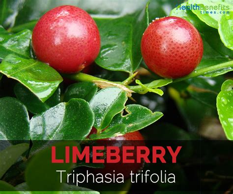 limberry|limeberry nutrition value.